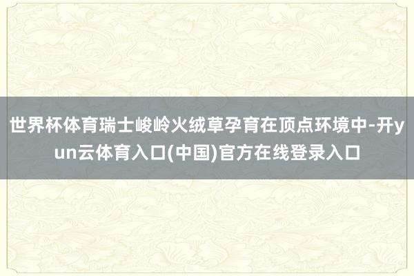世界杯体育瑞士峻岭火绒草孕育在顶点环境中-开yun云体育入口(中国)官方在线登录入口